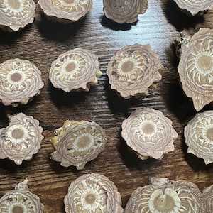 May include: A collection of 13 round, brown, and white patterned wood slices. The slices have a natural, rustic look and are arranged on a wooden surface.