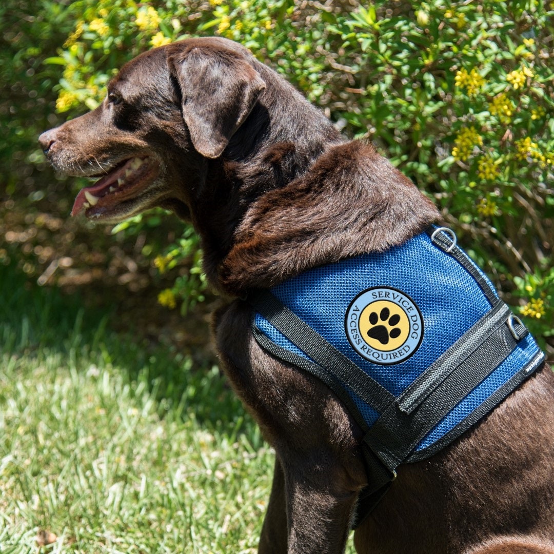 What Color Vest Does A Service Dog Wear