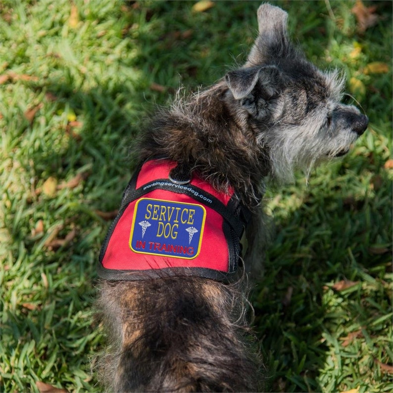 Service Dog In Training Mesh Harness Vest image 5