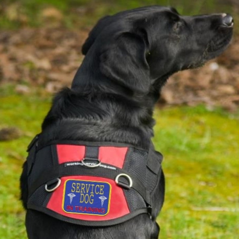 Service Dog In Training Mesh Harness Vest image 2