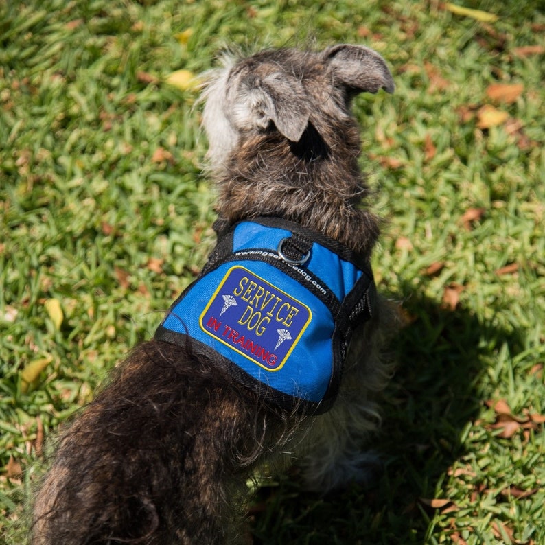 Service Dog In Training Mesh Harness Vest image 6