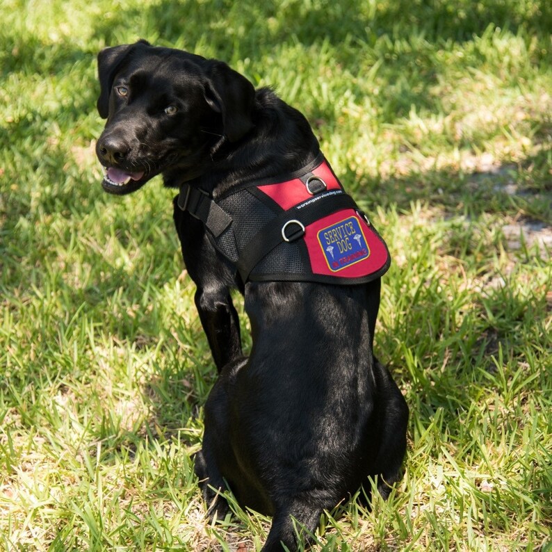 Service Dog in Training Mesh Harness Vest Etsy