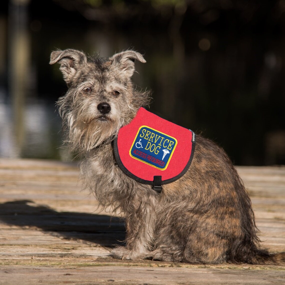 Small Service Dog Vest / Cape Complete With Two Patches for Etsy