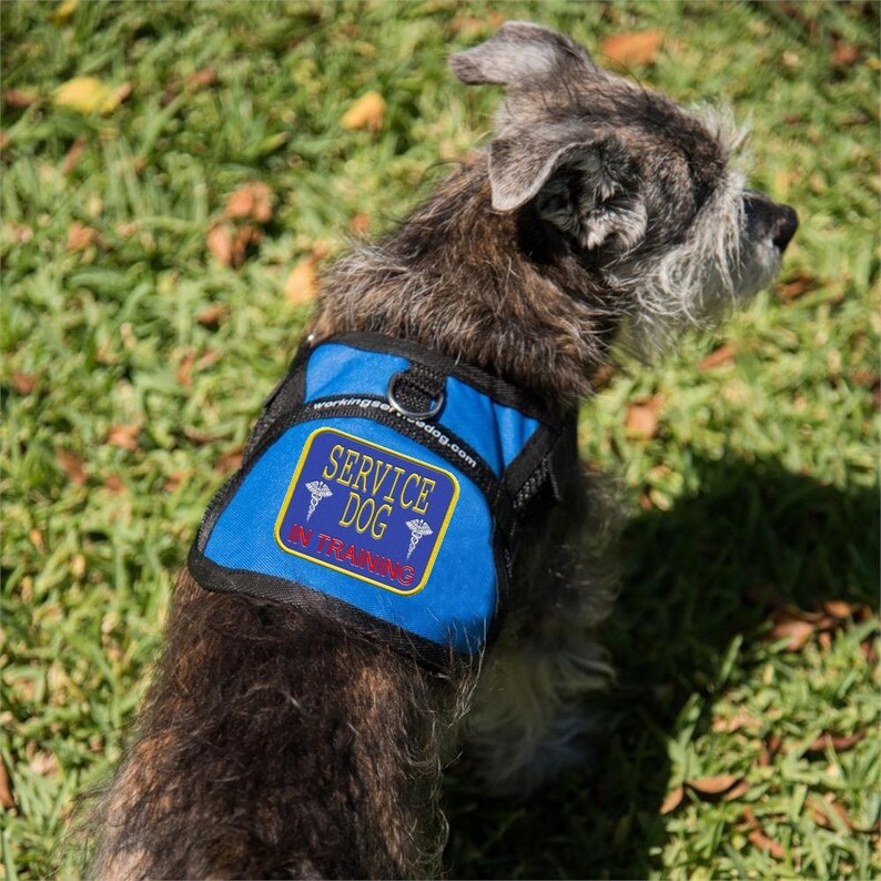 Service Dog In Training Mesh Harness Vest image 1