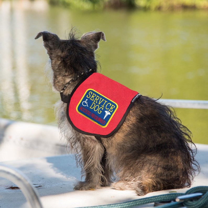Small Service Dog Vest / Cape Complete With Two Patches