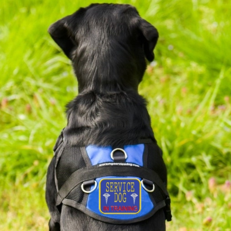 Service Dog In Training Mesh Harness Vest image 3