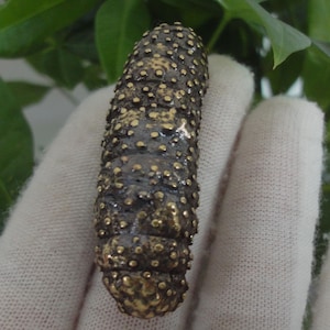 Old Chinese Solid Bronze Cute Sea Cucumber Statue Sculpture