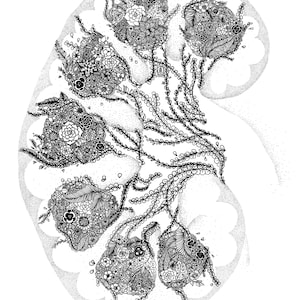 PRINTS: Anatomy Series Flowers Kidney