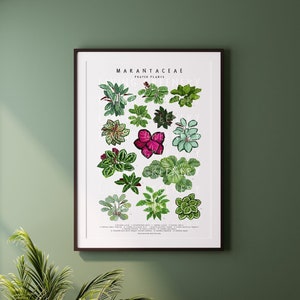 Puede incluir: Un p&oacute;ster de ilustraci&oacute;n bot&aacute;nica titulado "Marantaceae Prayer Plants" que presenta 16 tipos diferentes de plantas de oraci&oacute;n con hojas verdes, rosas y blancas.