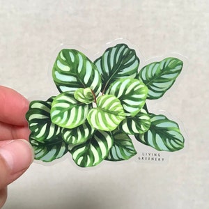 Clear Calathea fasciata, Glossy Coated vinyl Die Cut Sticker, House Plant Sticker, Plant Sticker, Weatherproof Sticker,  Laptop Sticker