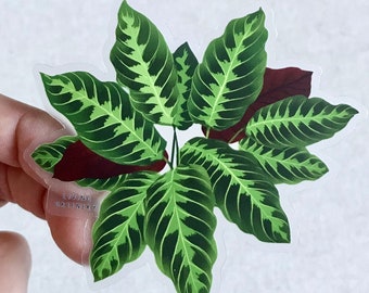 Clear Calathea warscewiczii Sticker, Weatherproof Die Cut