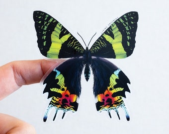 NEW!! Clear Madagascar Sunset moth Sticker, Weatherproof Sticker, Die Cut Sticker