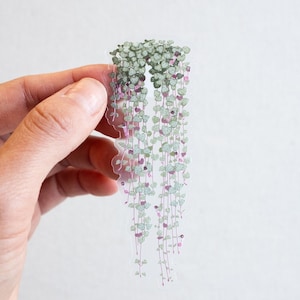 May include: A clear sticker with a green and silver leafy plant design. The plant is hanging down in a cascade of leaves.