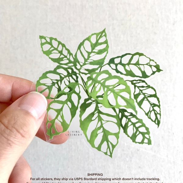 Clear Monstera Obliqua Peru Sticker, House Plant Sticker, Plant Sticker, Weatherproof Sticker, Die Cut Sticker