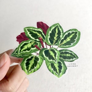May include: A clear sticker featuring a green and red illustration of a Calathea plant with the text "LIVING GREENERY" in black.