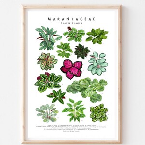 Puede incluir: Un p&oacute;ster de ilustraci&oacute;n bot&aacute;nica con 14 tipos diferentes de plantas de oraci&oacute;n, tambi&eacute;n conocidas como Marantaceae. El p&oacute;ster tiene un fondo blanco con el t&iacute;tulo "Marantaceae Prayer Plants" en la parte superior.