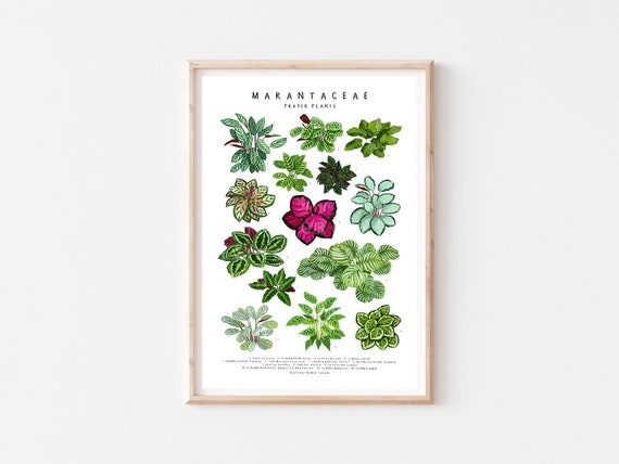 Marantaceae I Art print / Calathea Art Print/ Plant Art/ Wall Art/ Botanical Print/ House plant print/ Plant Lover