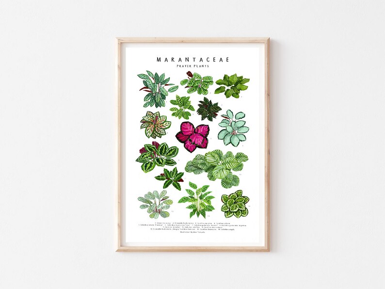 Puede incluir: Un p&oacute;ster de ilustraci&oacute;n bot&aacute;nica con 14 tipos diferentes de plantas de oraci&oacute;n, tambi&eacute;n conocidas como Marantaceae. El p&oacute;ster tiene un fondo blanco con el t&iacute;tulo "Marantaceae Prayer Plants" en la parte superior.