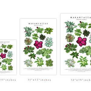 Puede incluir: Tres p&oacute;sters imprimibles con ilustraciones de plantas Marantaceae, tambi&eacute;n conocidas como plantas de oraci&oacute;n. Los p&oacute;sters est&aacute;n disponibles en tres tama&ntilde;os: 8,5 pulgadas por 11 pulgadas, 11 pulgadas por 17 pulgadas y 13 pulgadas por 19 pulgadas.