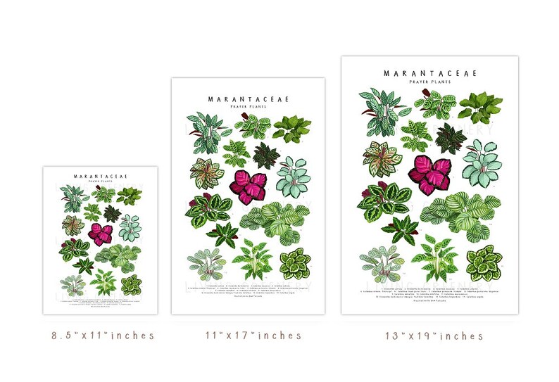 Puede incluir: Tres p&oacute;sters imprimibles con ilustraciones de plantas Marantaceae, tambi&eacute;n conocidas como plantas de oraci&oacute;n. Los p&oacute;sters est&aacute;n disponibles en tres tama&ntilde;os: 8,5 pulgadas por 11 pulgadas, 11 pulgadas por 17 pulgadas y 13 pulgadas por 19 pulgadas.