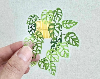 Adhesivo transparente para planta Monstera adansonii, troquelado resistente a la intemperie.