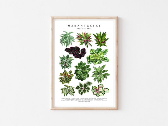 Calathea Plant Art Print, Marantaceae Family Botanical Illustration