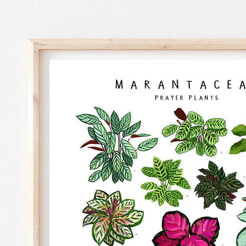 Puede incluir: Una ilustraci&oacute;n bot&aacute;nica de nueve tipos diferentes de plantas de oraci&oacute;n, tambi&eacute;n conocidas como Marantaceae. Las plantas est&aacute;n ilustradas en una variedad de colores, incluyendo verde, rojo, rosa y blanco. La ilustraci&oacute;n se titula "Marantaceae Prayer Plants".