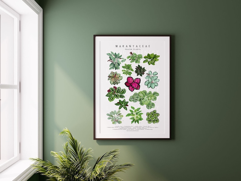 Puede incluir: Un p&oacute;ster de ilustraci&oacute;n bot&aacute;nica titulado "Marantaceae Prayer Plants" que presenta 16 tipos diferentes de plantas de oraci&oacute;n con hojas verdes, rosas y blancas.