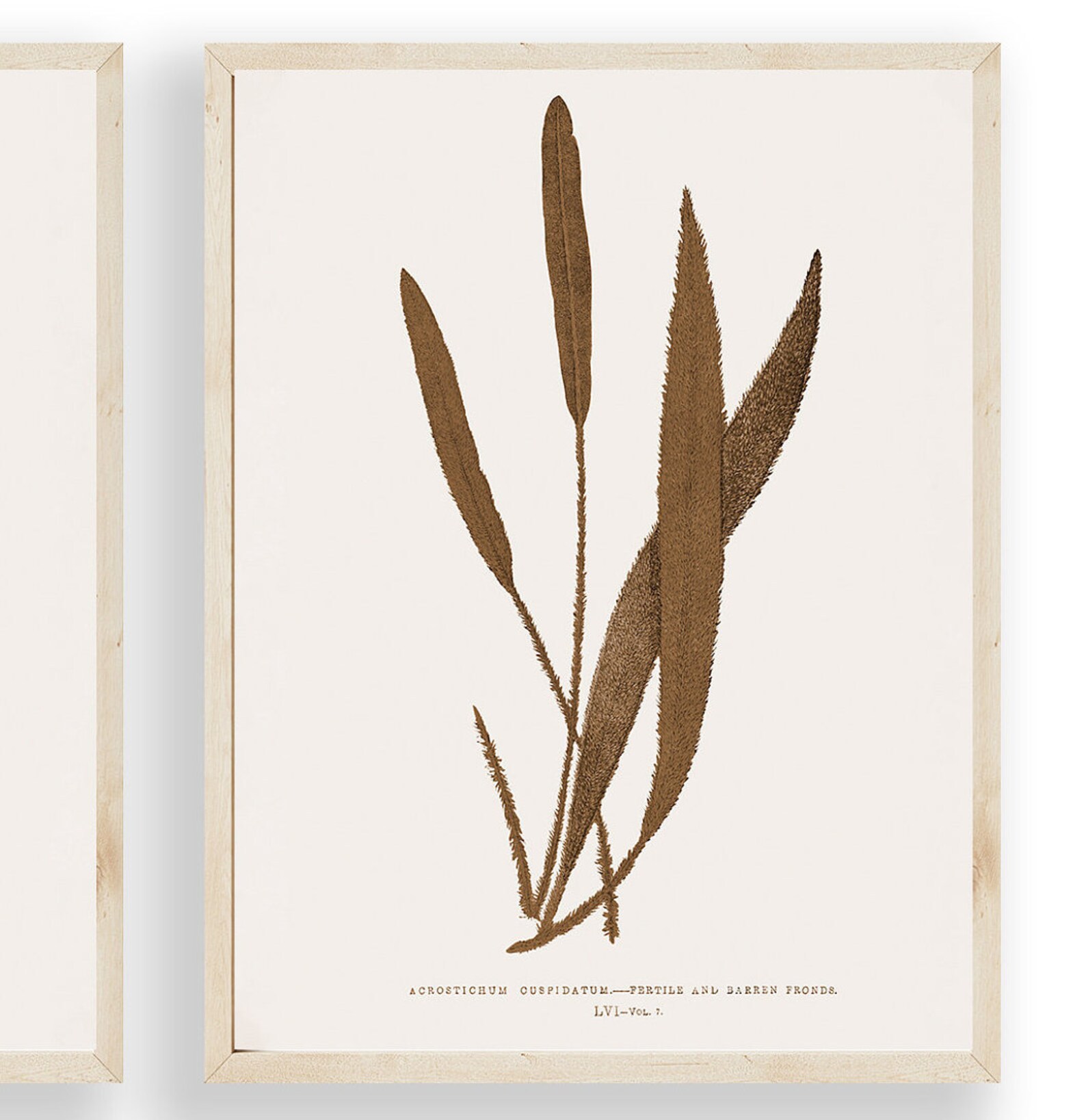 Sepia Tone Prints Botanical Art Set of Two Prints Printable Etsy