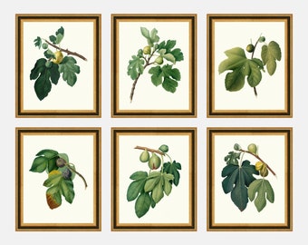 Fig Prints, Gallery Wall Set of 6 Prints, Vintage Decor, Instant Download, Printable Wall Art