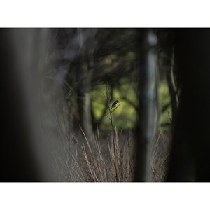 Stonechat in the marshes - Photography wildlife print