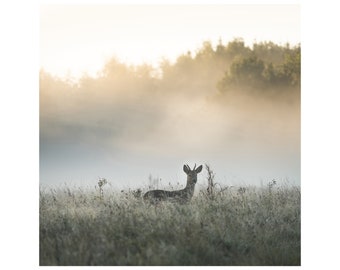 Roe deer in the early morning light