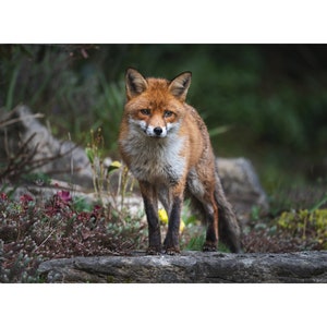 British Red Fox - Photography wildlife print