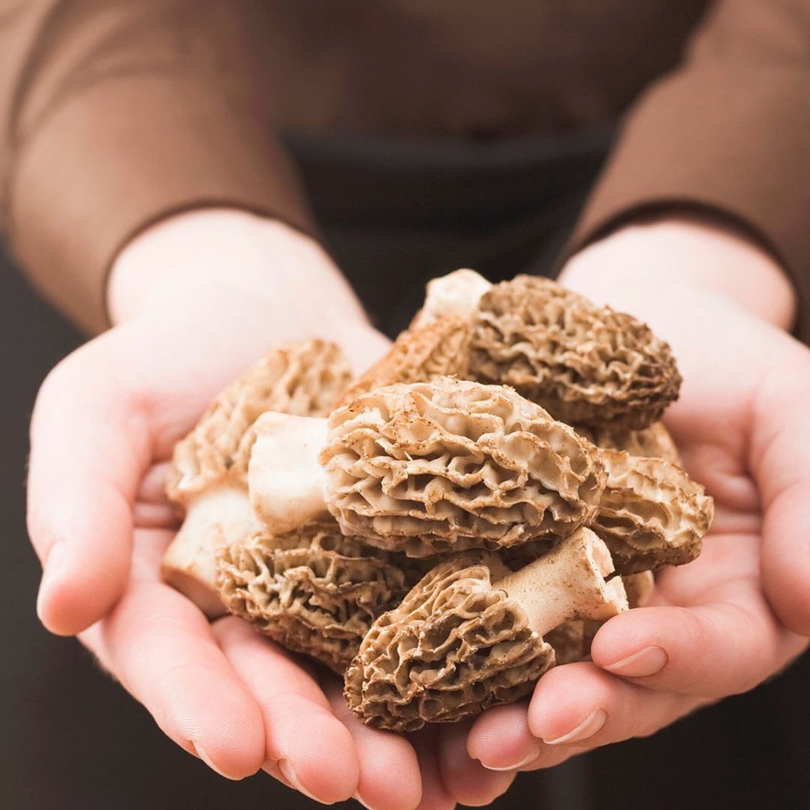 Organic Morel Mushrooms Morchella Large Size Etsy
