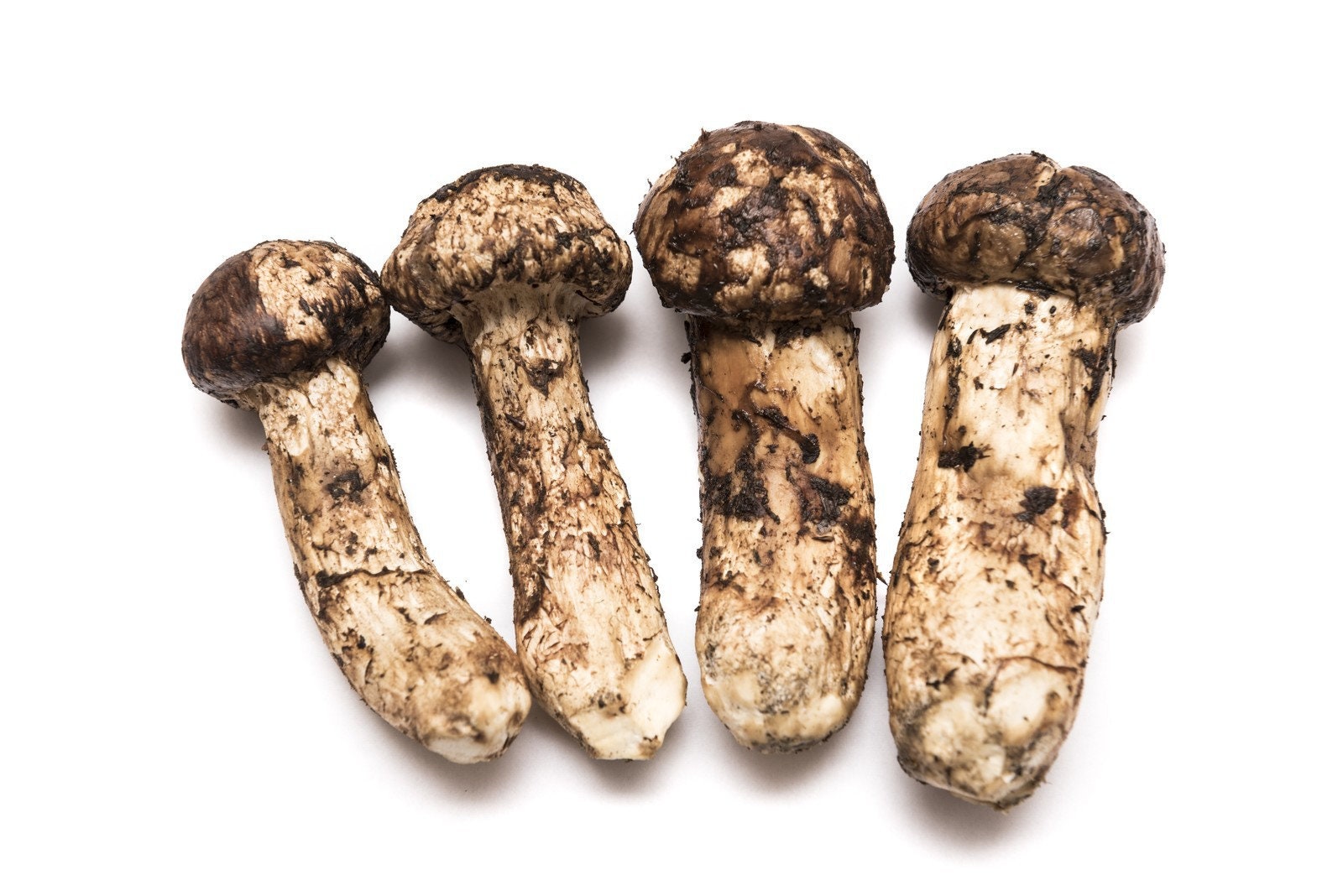 Cultivating Matsutake, Valuable Edible Fungi EurekAlert!