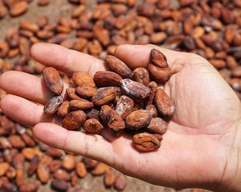 Raw Organic Vietnam Cacao | Top Grade of Cacao