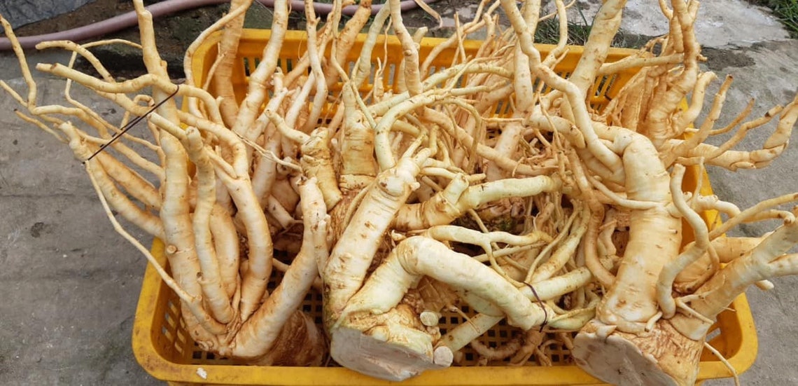 Polyscias Fruticosa Dried Fenugreek Roots Panax Fruticosum Etsy