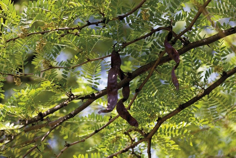 Organic Wild Chumket Organic Wild Gleditsia Triacanthos Growth and Collected by Bana Ethnic Minority Group in Kontum image 2