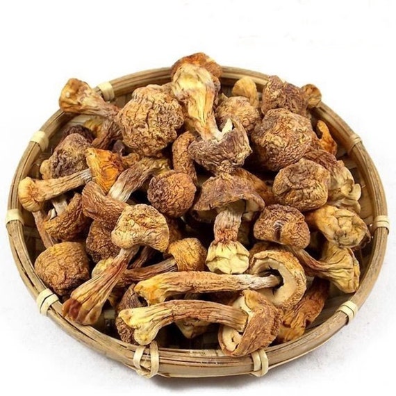 Wild Organic Dried Matsutake Mushroom Most Precious Mushroom Etsy