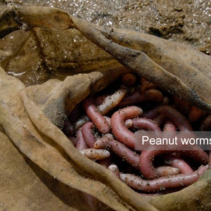 Dried Sea Peanut Worms AA AAA Grade Dried Sipunculus Nudus Sá Sùng Khô Shāchóng Secret Recipe for Sweetening Soups image 7