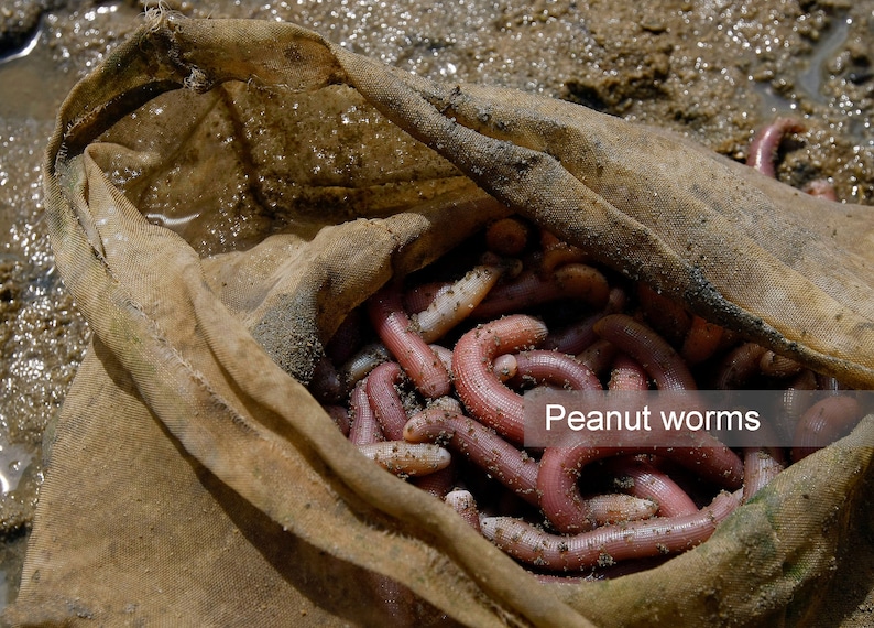 Dried Sea Peanut Worms AA AAA Grade Dried Sipunculus Nudus Sá Sùng Khô Shāchóng Secret Recipe for Sweetening Soups image 7