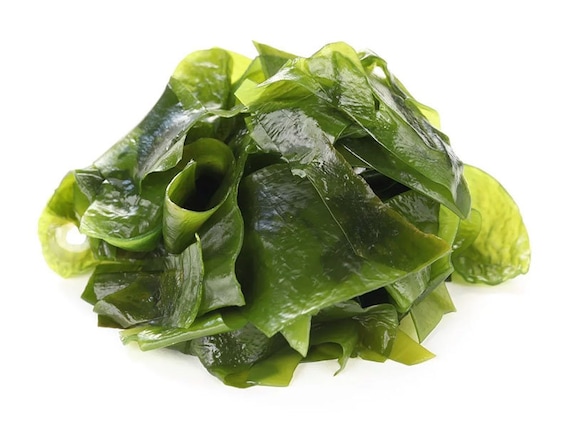 Wakame zoutwater macroalgen