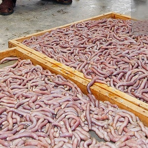 Dried Sea Peanut Worms AA AAA Grade Dried Sipunculus Nudus Sá Sùng Khô Shāchóng Secret Recipe for Sweetening Soups image 8