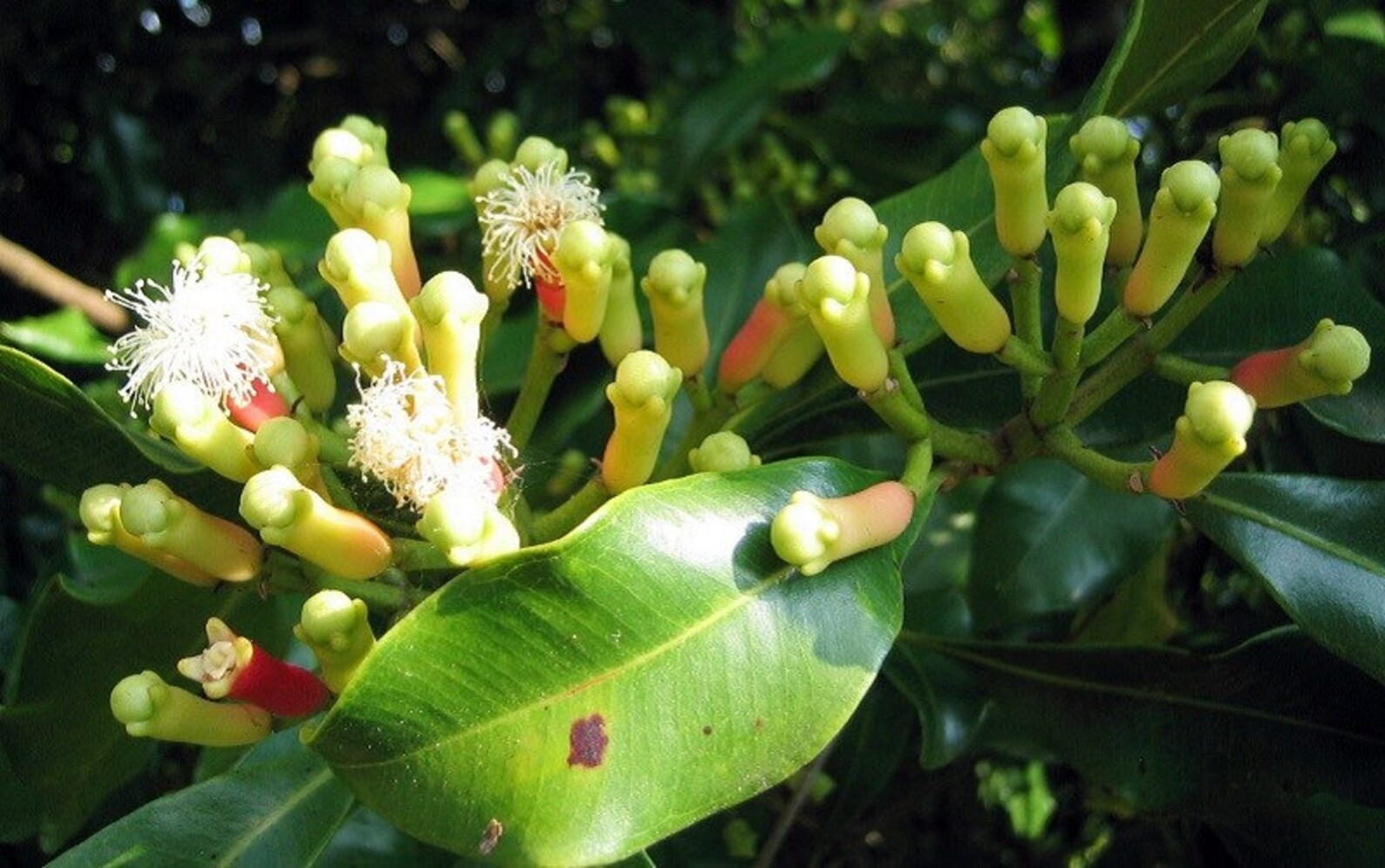 Wild Organic Cloves Natural Wild Cloves From Northen Vietnam Etsy