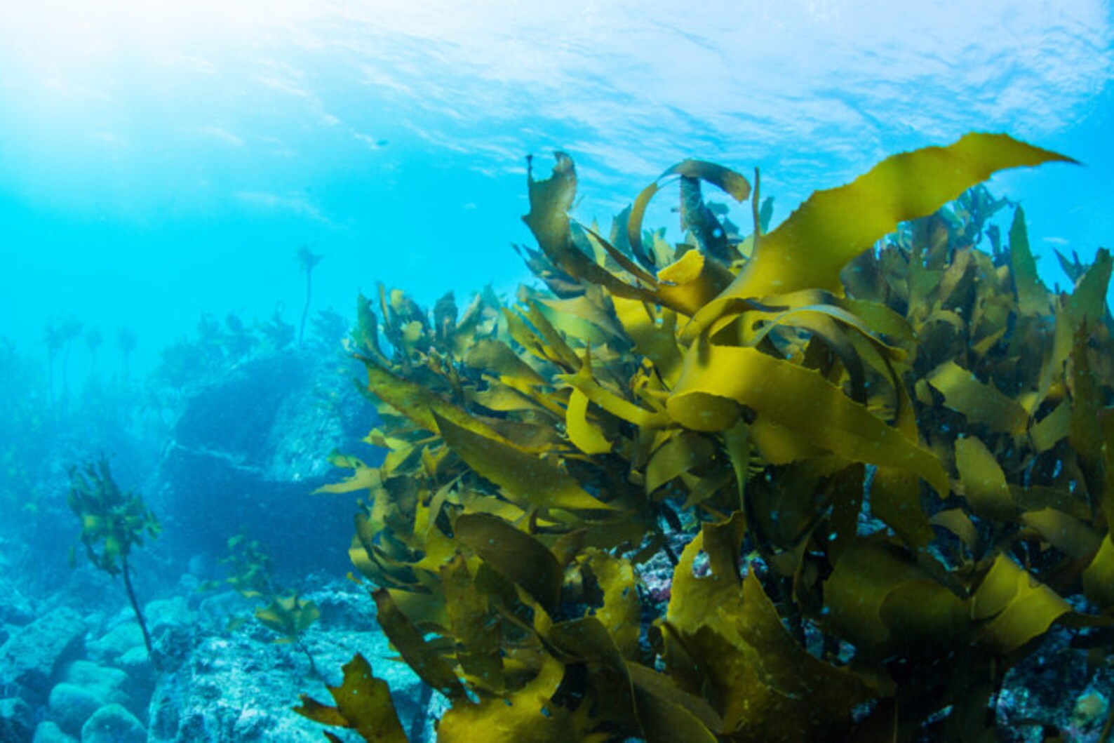 Organic Wakame Seaweed Seaweed Is Good For Health Etsy