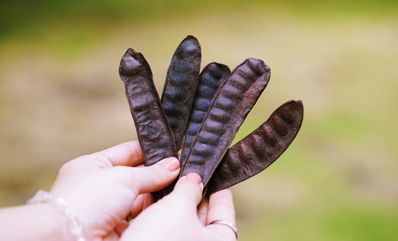 Organic Wild Chumket Organic Wild Gleditsia Triacanthos Growth and Collected by Bana Ethnic Minority Group in Kontum image 1