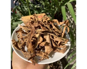 Dried Crinum Latifolium