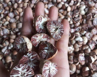 100% Organic New Fresh Areca Nut Areca Catechu Betel Nut Dried |NATURAL Dried Betel Nut |Ceylon Dried BETEL-NUT