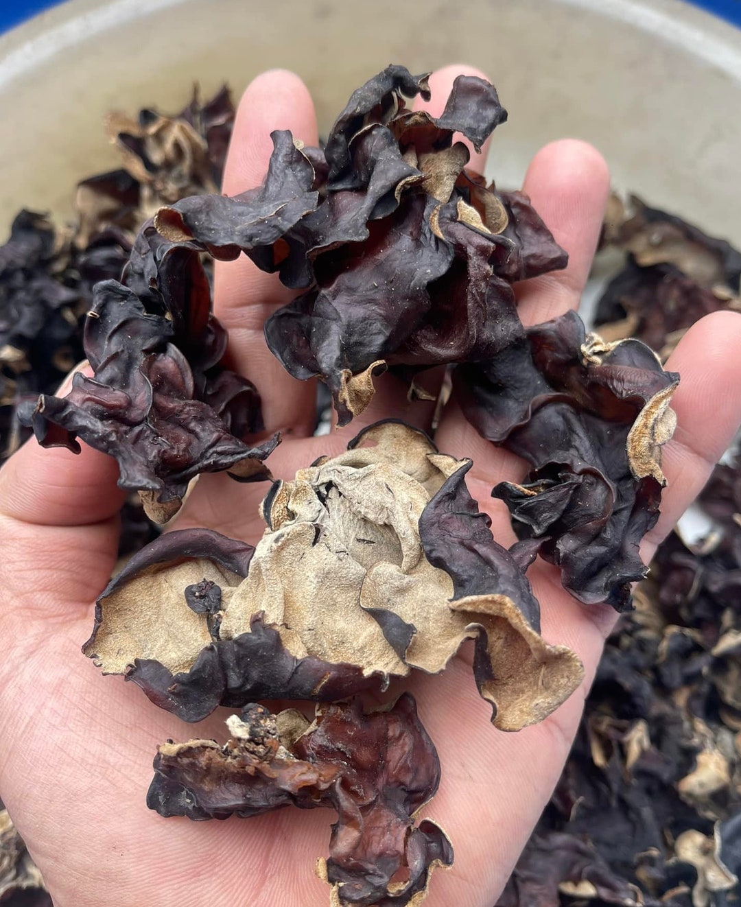 Wood Ear Mushrooms Black Wood Ear Mushrooms Dried Mushroom Black Fungus