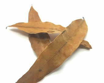 Willow Oak Leaves (1 gallon)